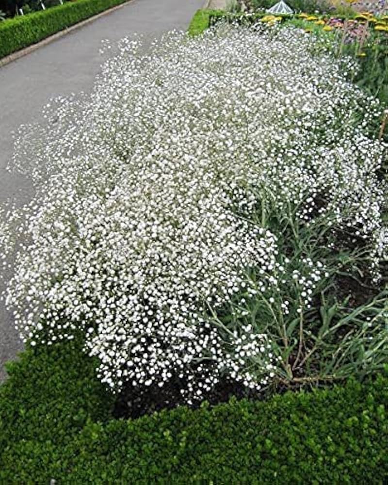 white snowball flower seeds