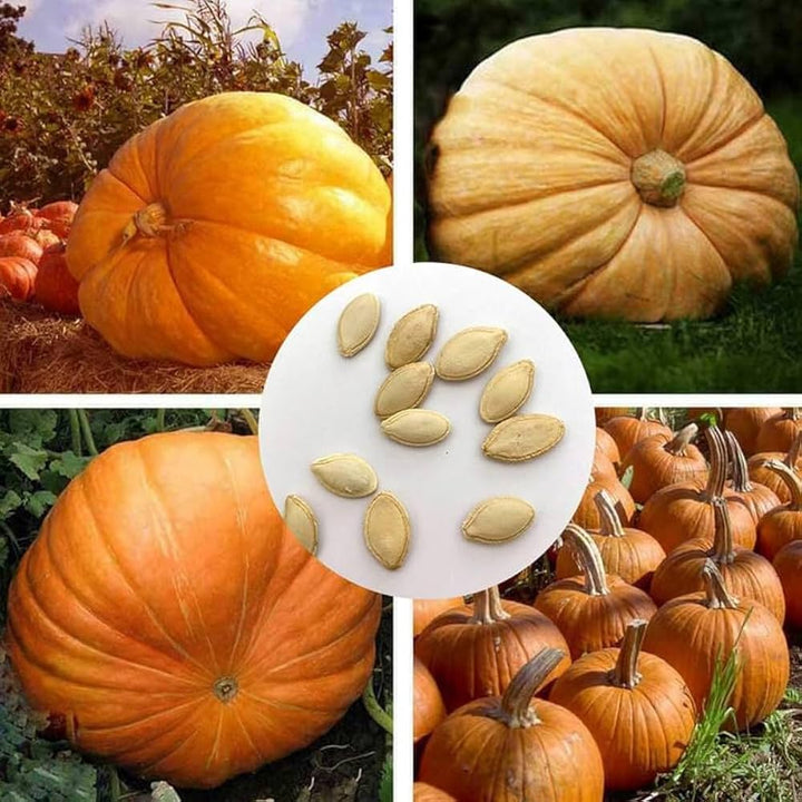 Mixed Pumpkin Fruit Seeds – Heirloom, Non-GMO, High Germination Organic Garden Seeds Planting