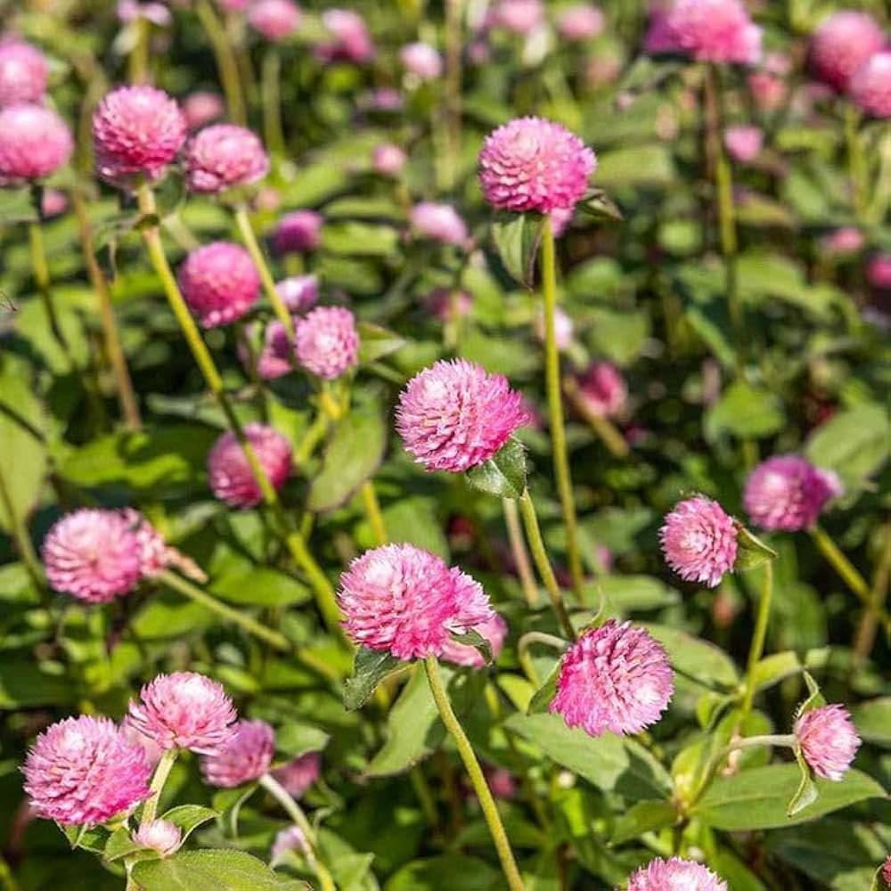 Gomphrena Flower Seeds Pink – Heirloom, Non-GMO, High Germination Seeds