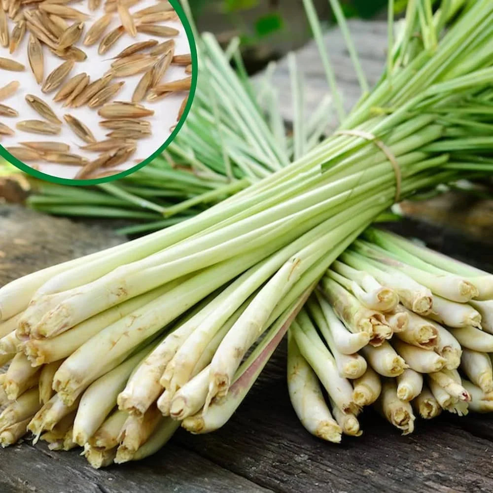 Lemongrass For herb seeds