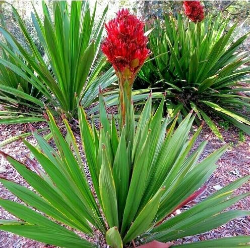 Rote Doryanthes-Blumensamen zum Pflanzen – Erbstück, gentechnikfrei, hohe Keimfähigkeit, Bio-Gartensamen