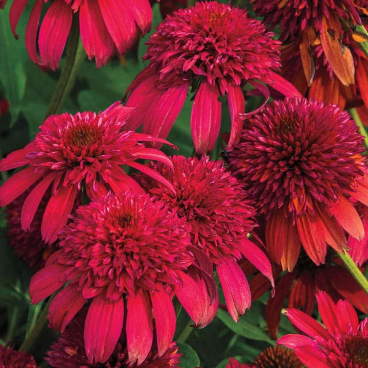 Red Double Echinacea Flower Seeds – Heirloom Non-GMO High Germination Organic Seeds