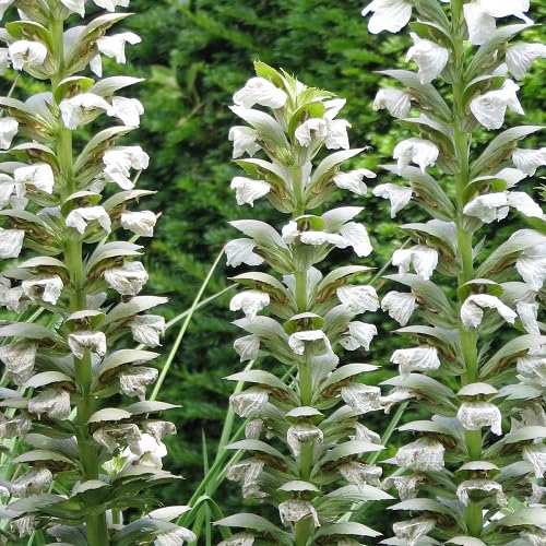 White Acanthus Flower Seeds Heirloom Non-GMO High Germination Organic Garden Seeds