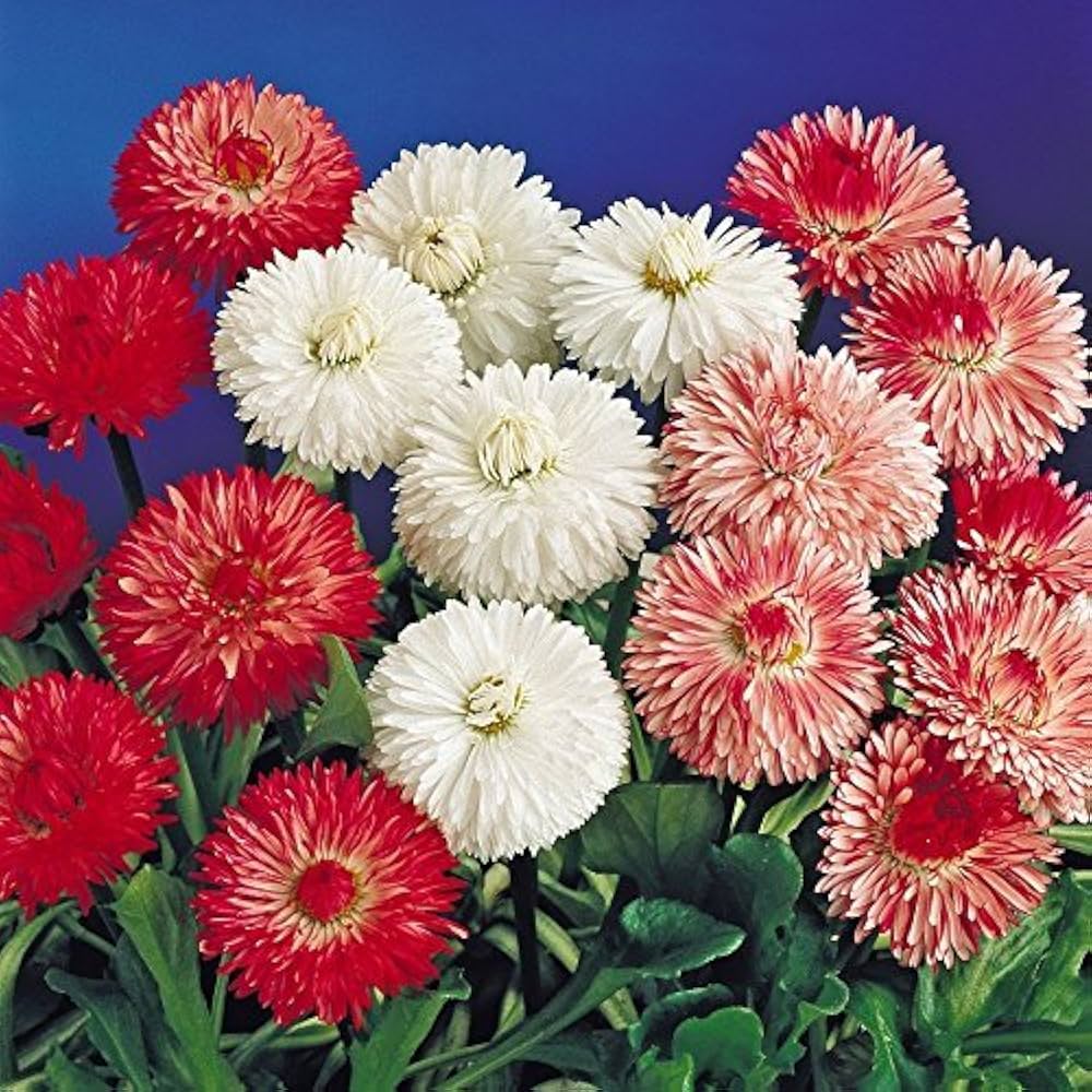 Mix Daisy Flower Seeds – Heirloom, Non-GMO, High Germination Seeds