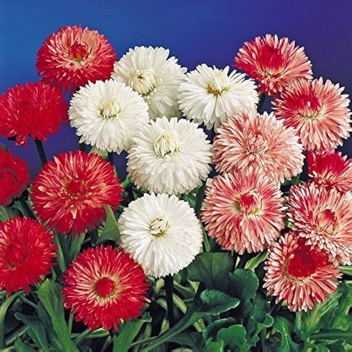 Mix Daisy Flower Seeds – Heirloom, Non-GMO, High Germination Seeds
