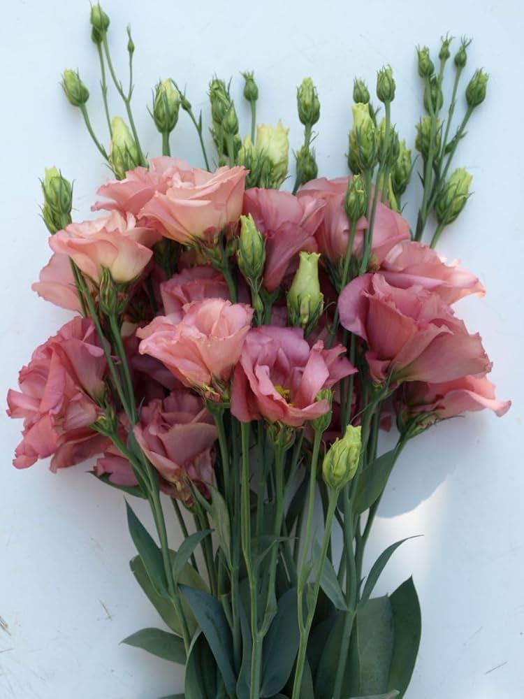 lisianthus eustoma griflorum perennial