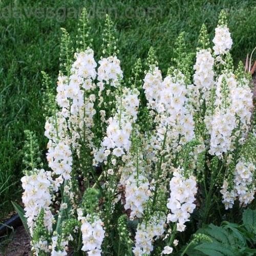 Verbascum Flower Seeds White – Heirloom, Non-GMO, High Germination Organic Seeds