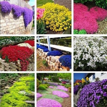 Rock Cress Flower Seeds Mixed – Heirloom, Non-GMO, High Germination Organic Garden Seeds for Planting