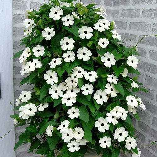 White Thunbergia Flower Seeds – Heirloom Non-GMO Organic Garden Seeds