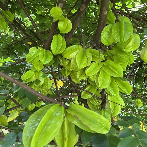 Star Seeds – Heirloom, Non-GMO, High Germination Organic Garden Seeds