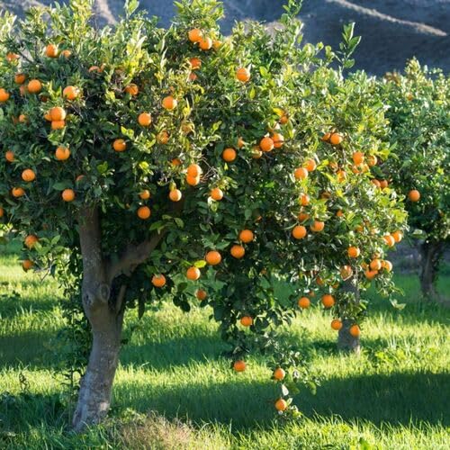 Orange Tree Seeds – Heirloom, Non-GMO, High Germination Organic Garden Seeds