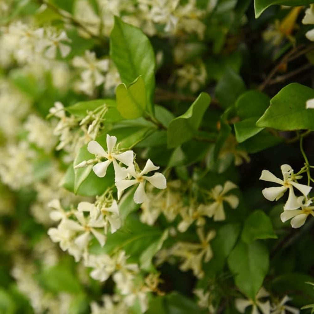 jasmine jasminum flower seeds