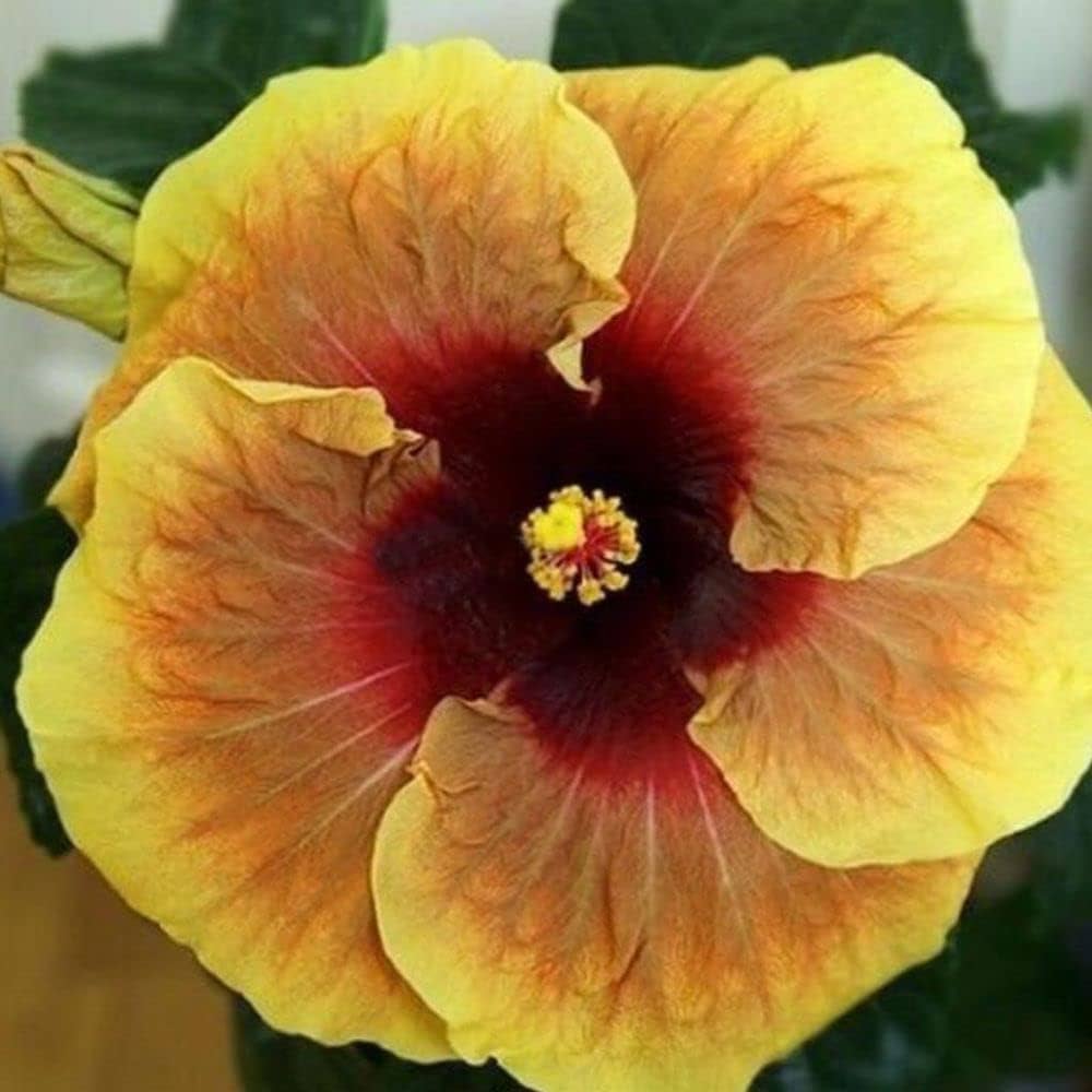 Yellow Hibiscus Sinesis Flower Seeds – Heirloom, Non-GMO Seeds for Planting