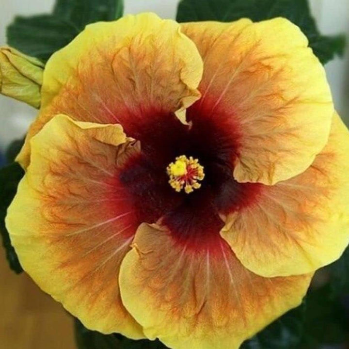 Yellow Hibiscus Sinesis Flower Seeds – Heirloom, Non-GMO Seeds for Planting