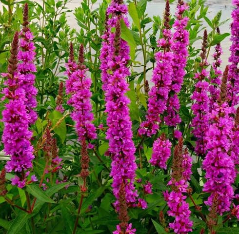 Pink Lythrum Salicaria Flower Seeds – Heirloom, Non-GMO, High Germination Organic Garden Seeds for Planting