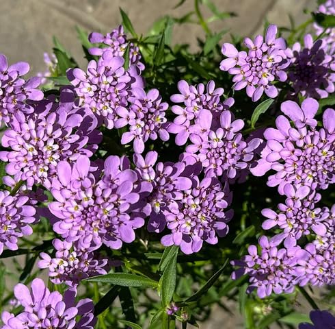 Purple Iberis Amara Flower Seeds Heirloom Non-GMO High Germination Organic Garden Seeds for Planting