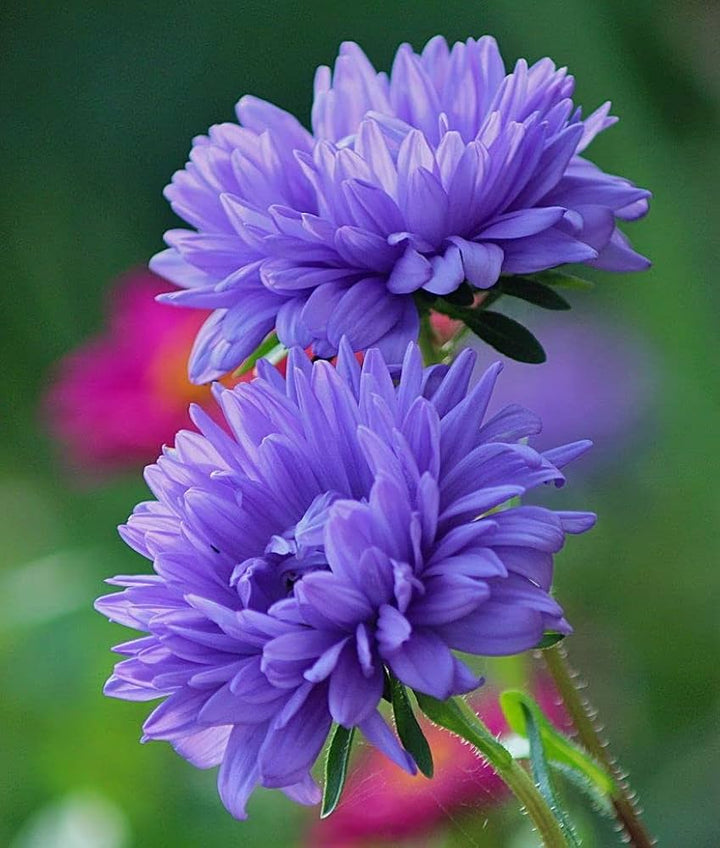 Chrysanthemum Flower Seeds Purple for Planting – Heirloom Non-GMO High Germination Seeds Seeds for Planting Organic Garden Seeds