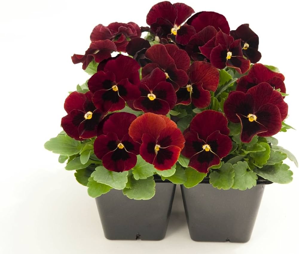 pansy semi flower seeds