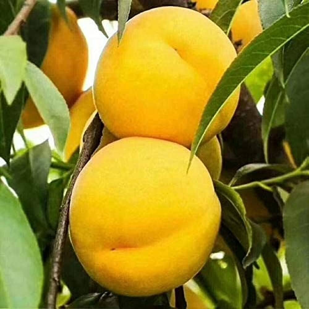 Peach Seeds Yellow for Planting – Heirloom Non-GMO High Germination Organic Garden Seeds