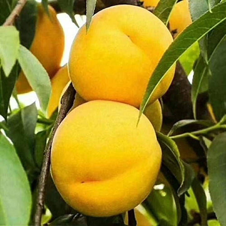 Peach Seeds Yellow for Planting – Heirloom Non-GMO High Germination Organic Garden Seeds