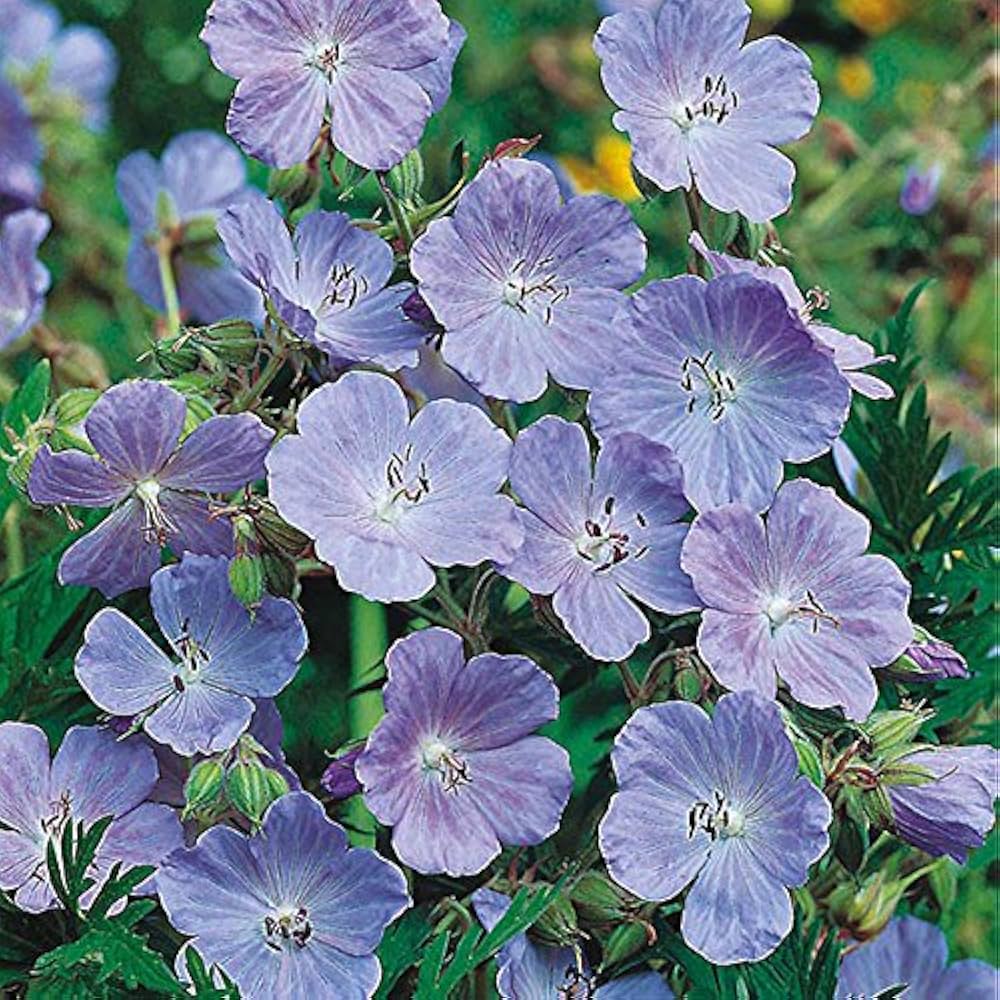 blue geranium flower seeds