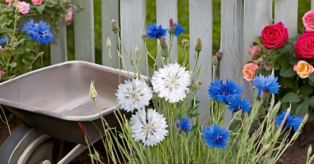 cornflower flowers flower seeds