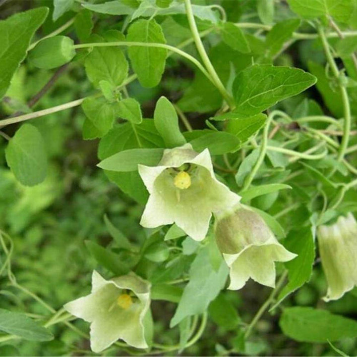 Codonopsis Pilosula Flower Seeds for Planting – Heirloom Non-GMO High Germination