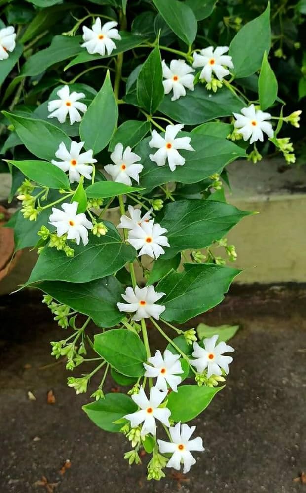 Nyctanthes Flower Seeds – Heirloom, Non-GMO, High Germination Seeds
