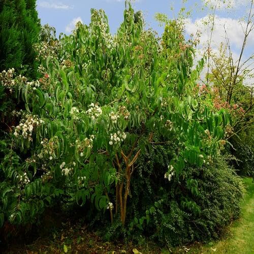 green heptacodium flower seeds