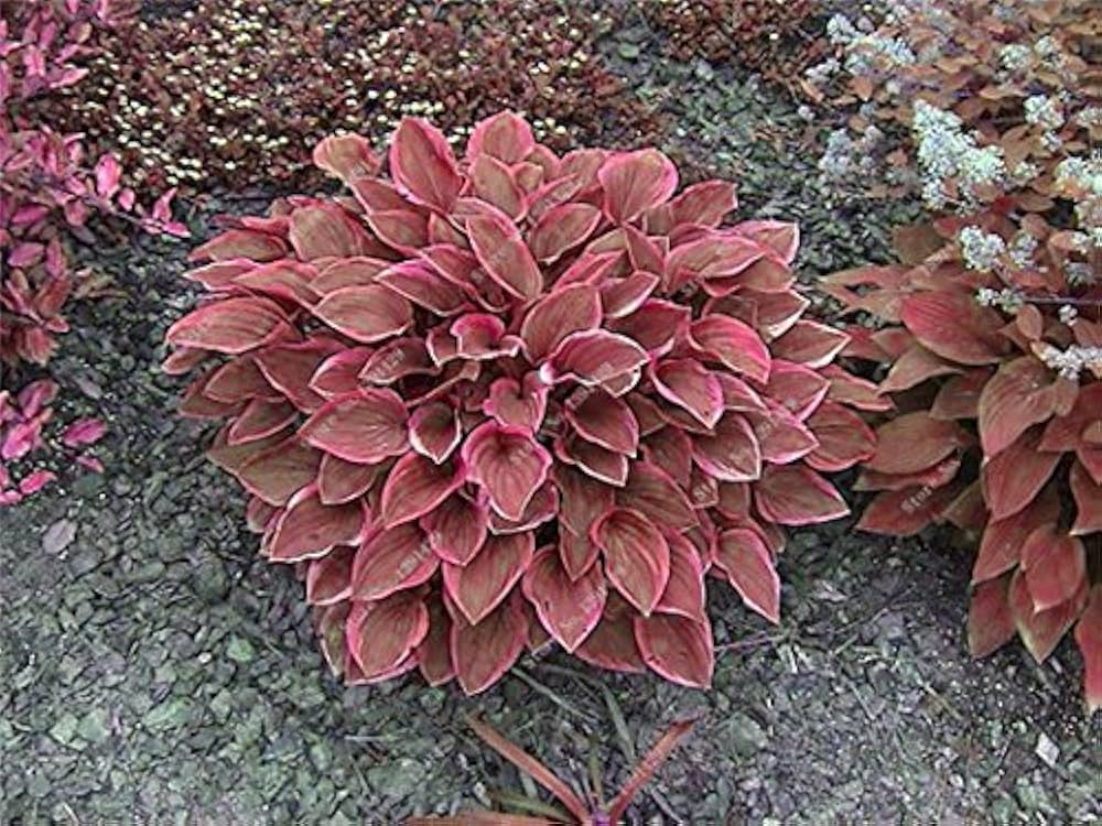 exotic hosta perennial plantain
