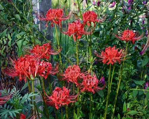 Red Higanbana Flower Seeds – Heirloom Non-GMO High Germination Organic Garden Seeds for Planting