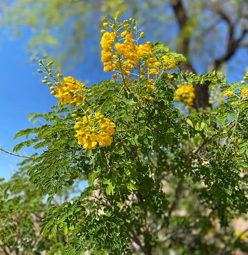 Yellow Caesalpinia Flower Seeds for Planting – Heirloom, Non-GMO, High Germination Organic Garden Seeds