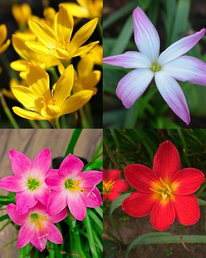 Mixed Zephyranthes Flower Seeds – Heirloom, Non-GMO, High Germination Seeds