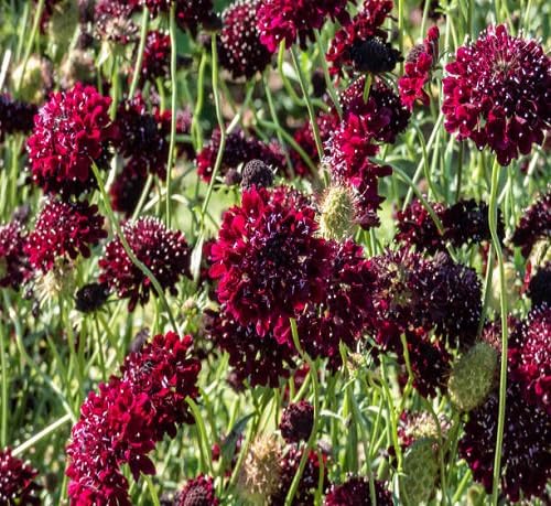 Pincushion Scabious Flower Seeds for Planting – Heirloom, Non-GMO High Germination Organic Garden Seeds