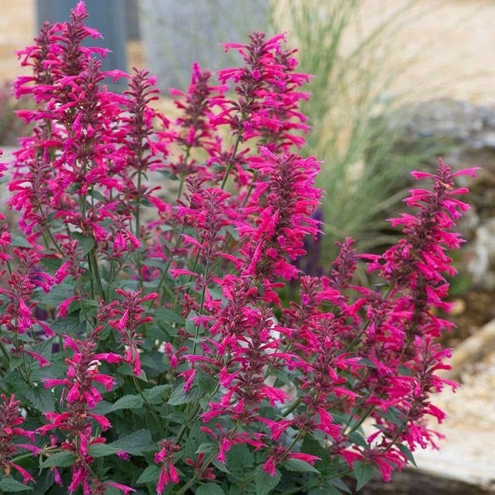 Agastache-Blumensamen Rosa zum Pflanzen – alte Sorte, gentechnikfrei, hohe Keimfähigkeit, Bio-Samen
