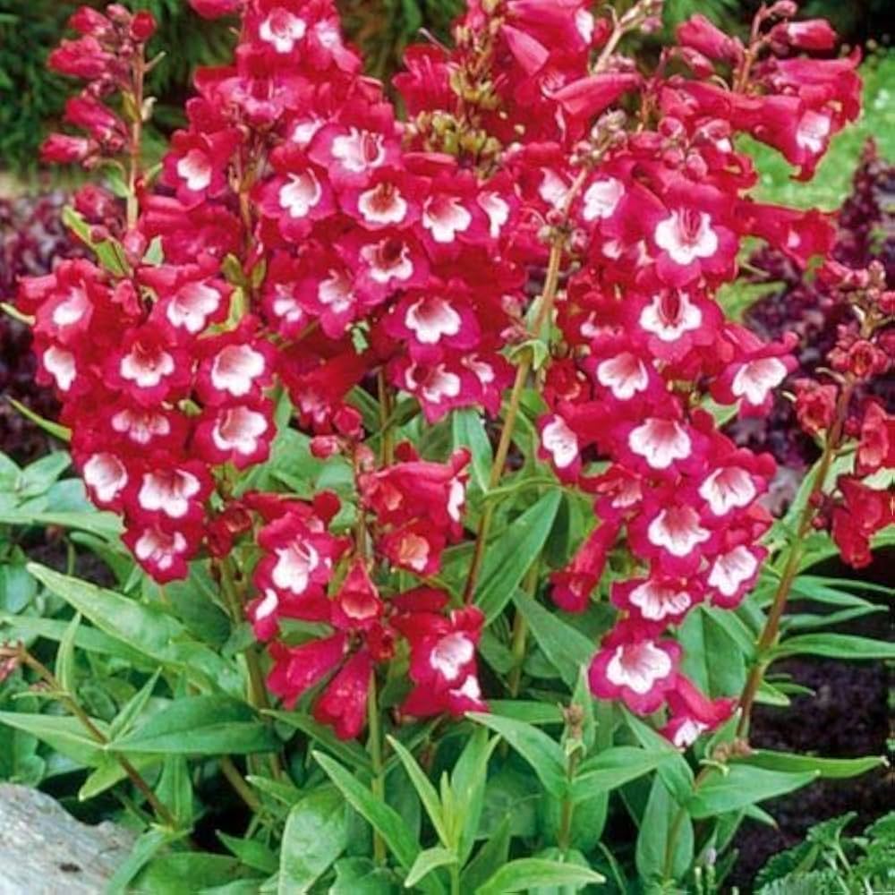 red white flower seeds