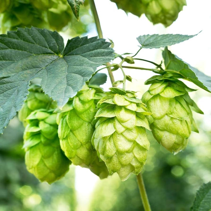 Humulus Flower Seeds – Heirloom, Non-GMO, High Germination Seeds