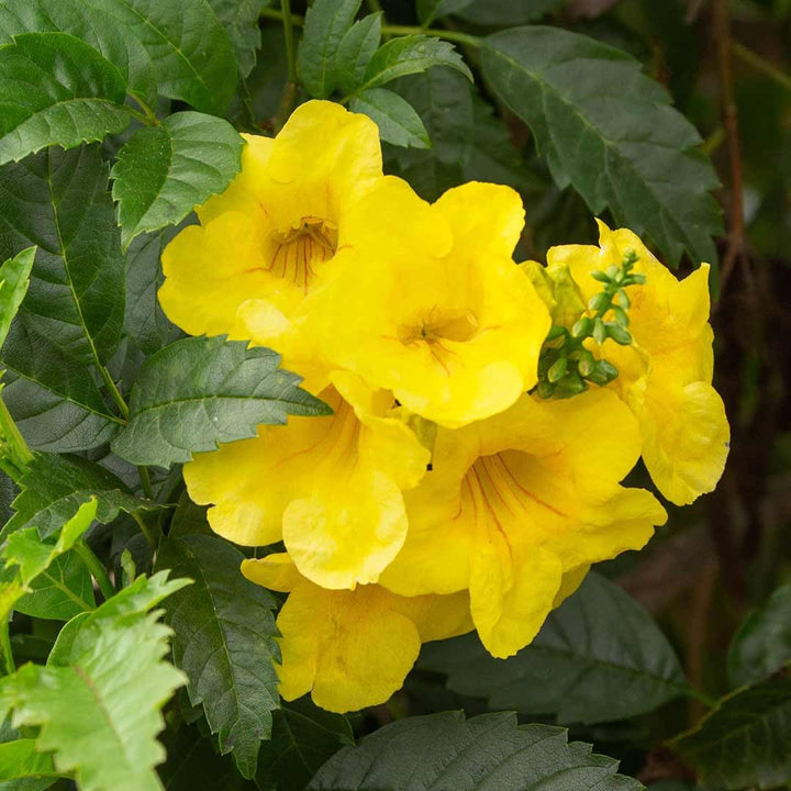 Yellow Tecoma Flower Seeds Heirloom Non-GMO High Germination Organic Garden Seeds for Planting