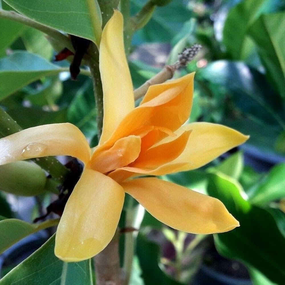 yellow yellow flower seeds