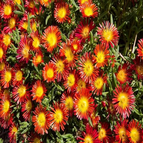 red delosperma flower seeds