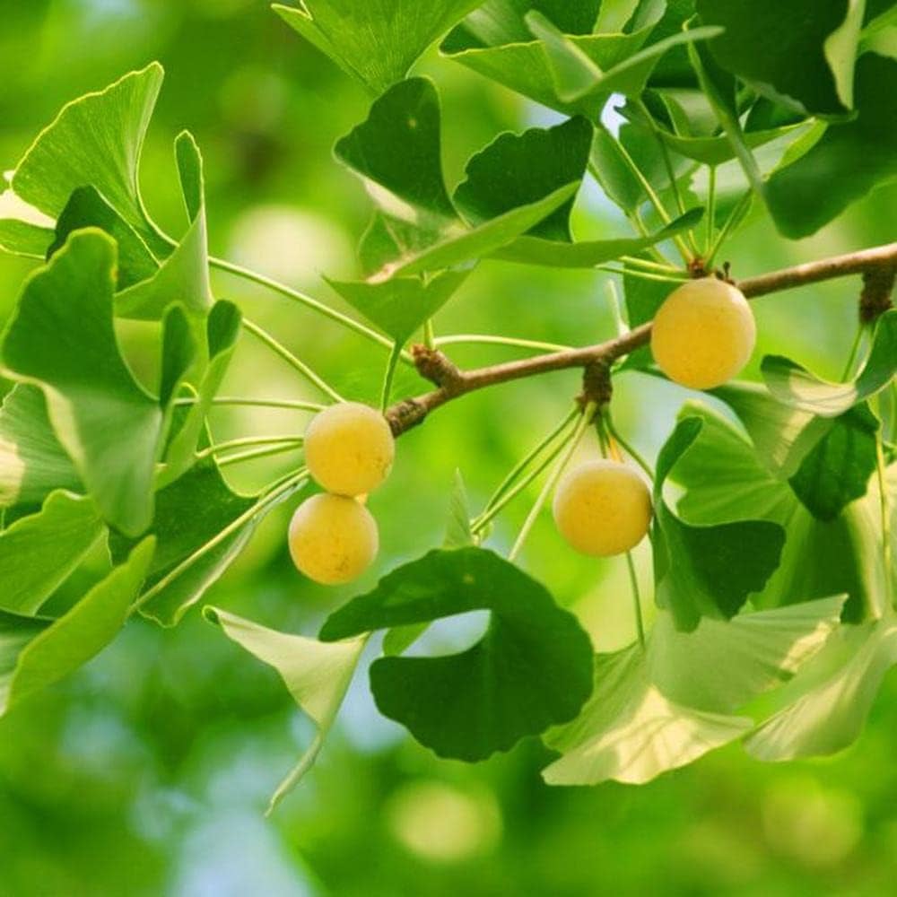yellow ginkgo flower seeds