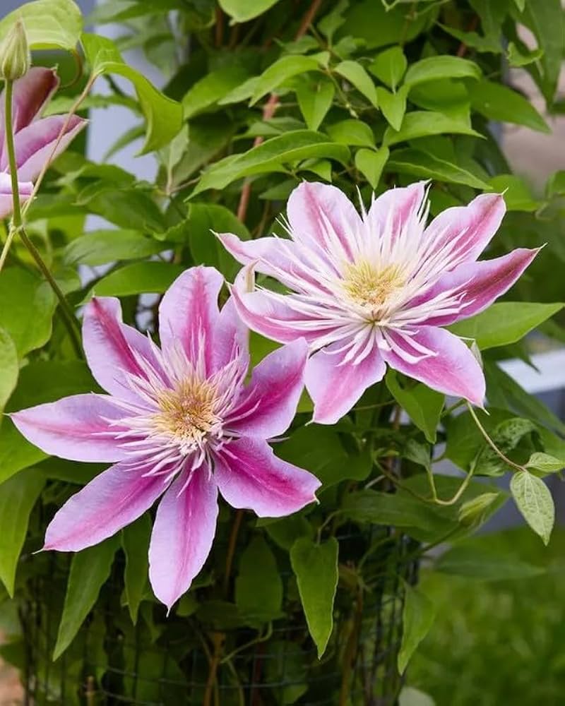 clematis hybrid flower seeds