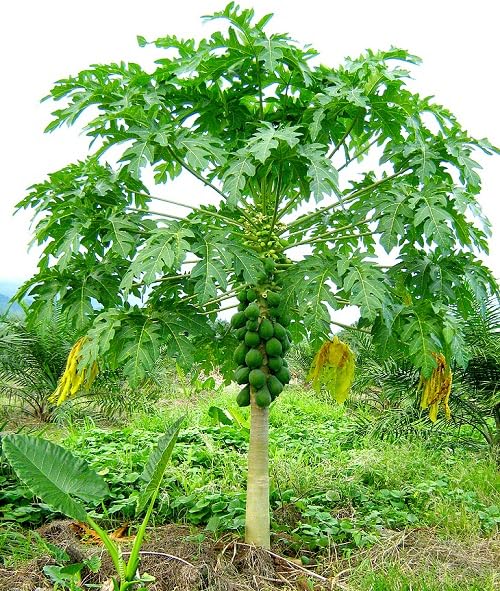 Green Papaya Tree Seeds – Heirloom, Non-GMO, High Germination Organic Garden Seeds