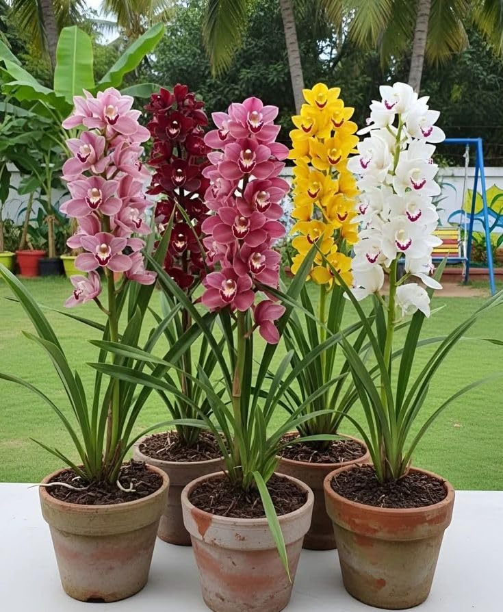 Cymbidium Orchid Flower Seeds Mixed – Heirloom Non-GMO High Germination
