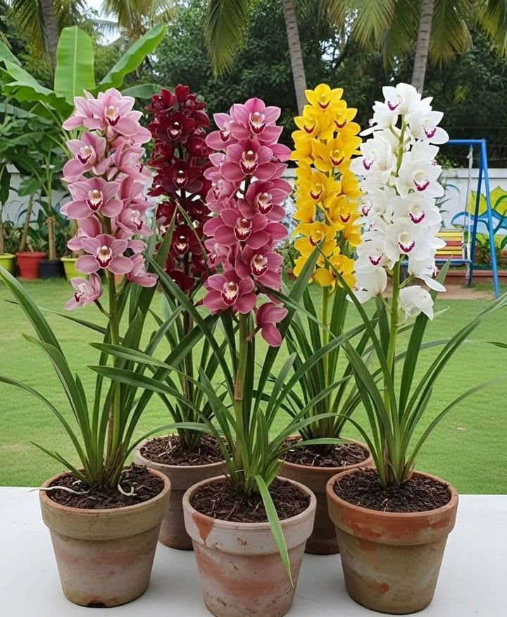 Cymbidium Orchid Flower Seeds Mixed – Heirloom Non-GMO High Germination