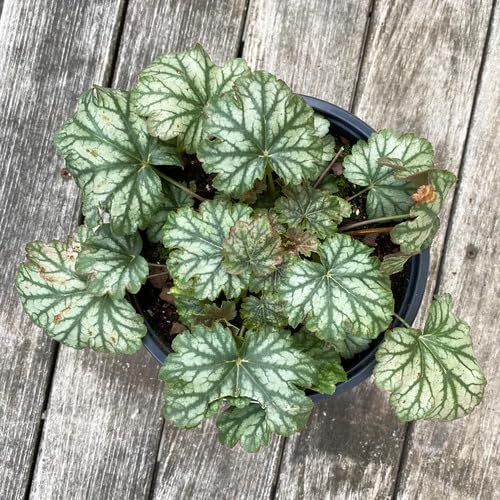 green white flower seeds