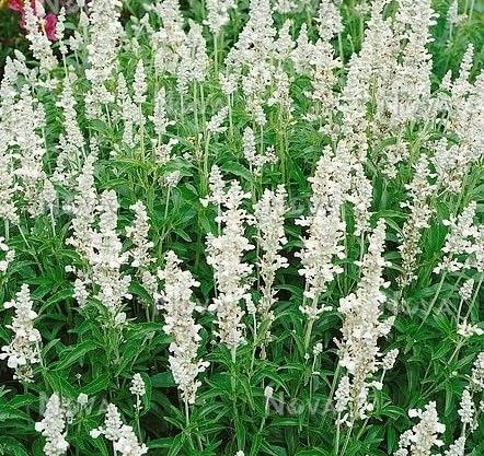 Semillas de Flores de Salvia White Victory Herencia No Transgénicas Alta Germinación Semillas Orgánicas para Jardín