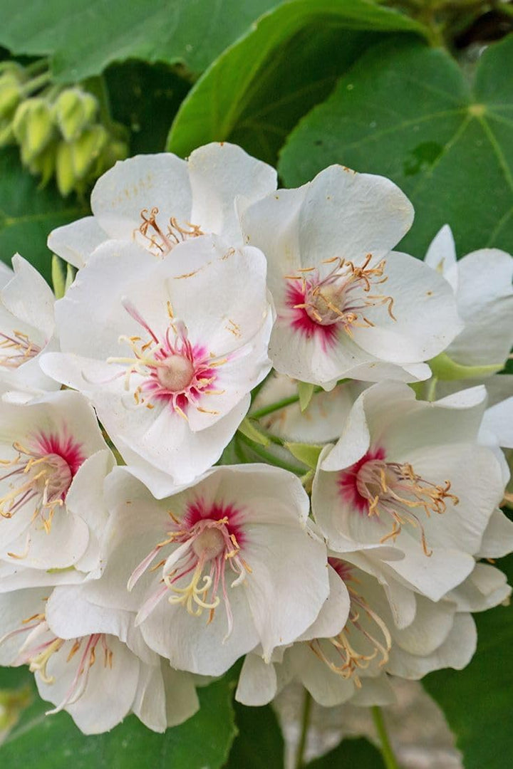 Dombeya Burgessiae Flower Seeds – Heirloom, Non-GMO, High Germination Seeds