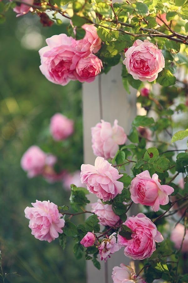Pink Climbing Rose Flower Seeds for Planting – Heirloom Non-GMO High Germination Seeds