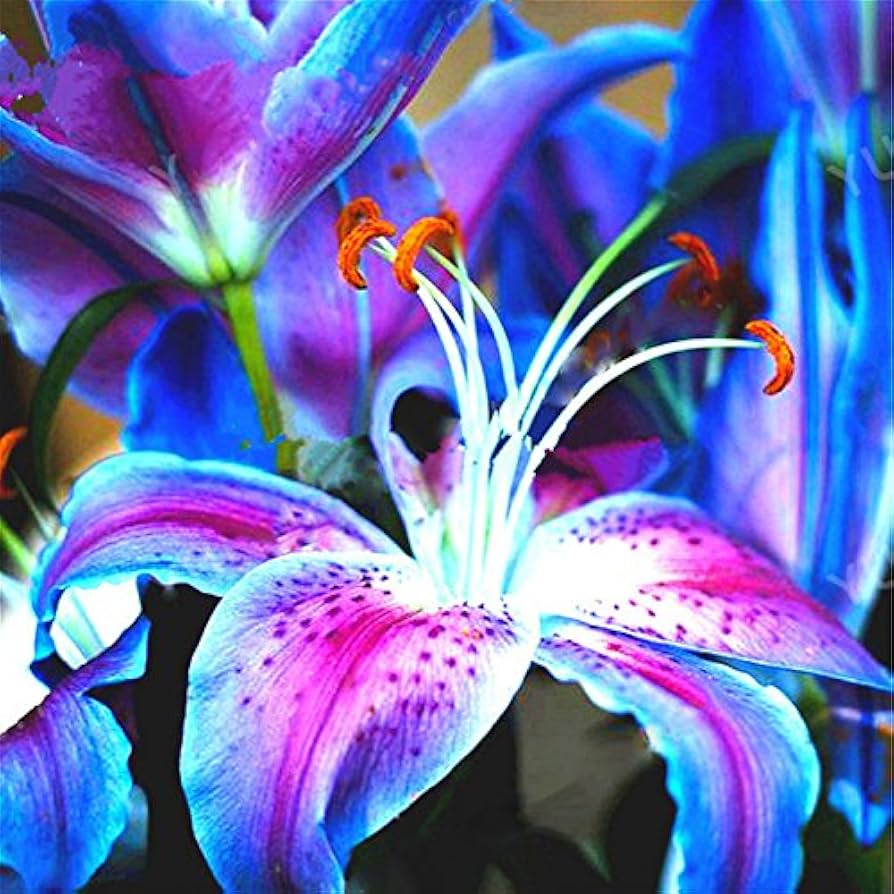 rare lily flower seeds